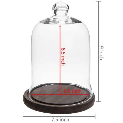 Clear Glass Cloche Display with Brown Wood Base, Set of 2