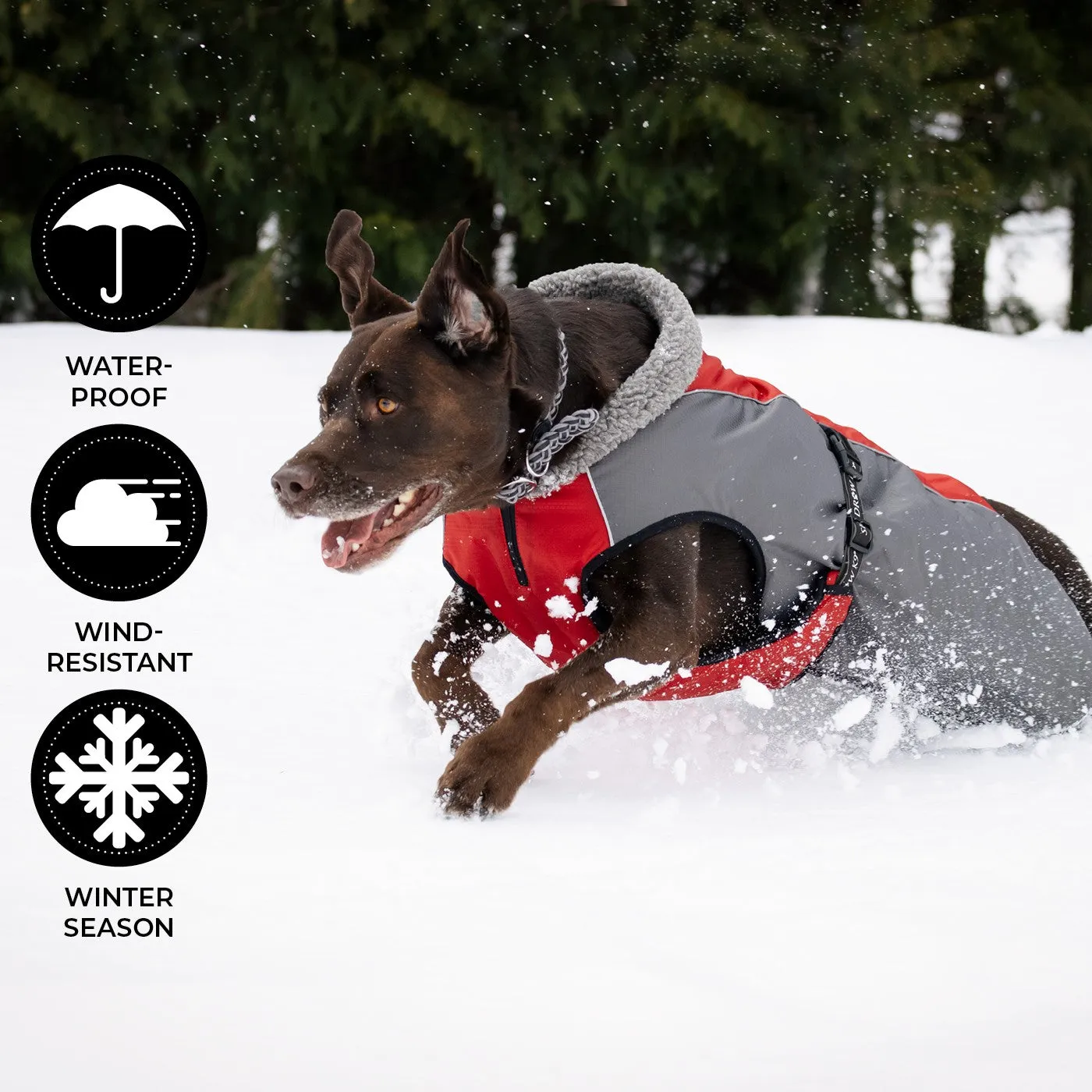 Shedrow K9 Chinook Equestrian Red